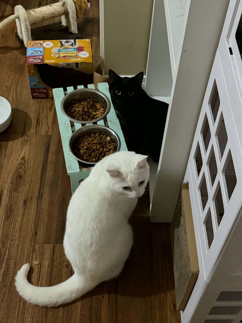 Photo 2 of Everest and Lumi.