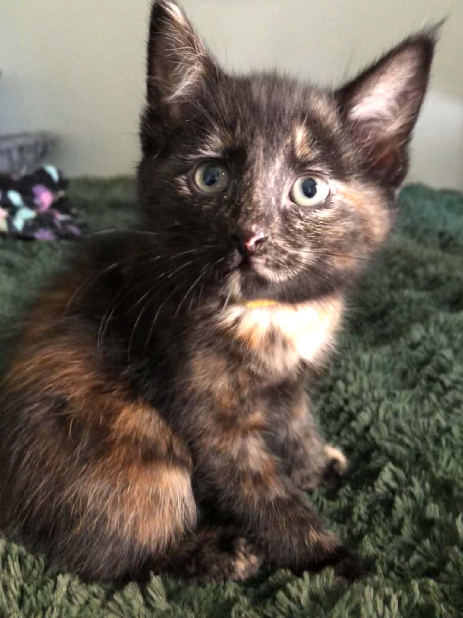 Grace, Tortoiseshell