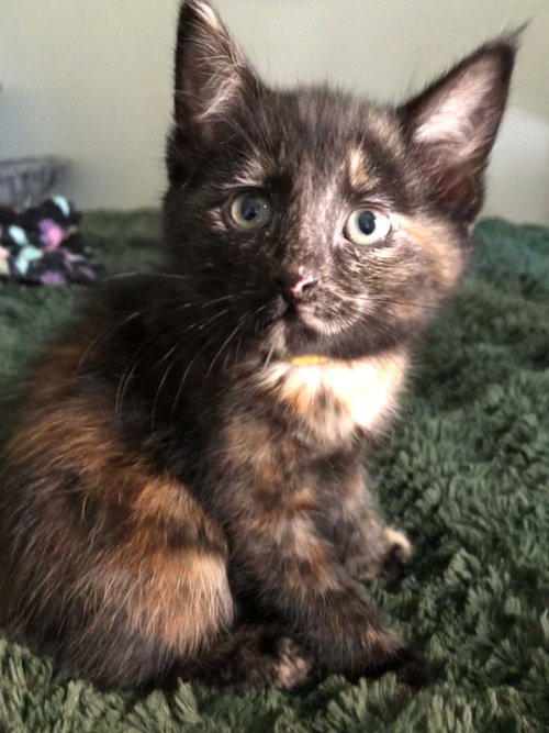 Grace, a cat for adoption from Castaway Animal Rescue Society