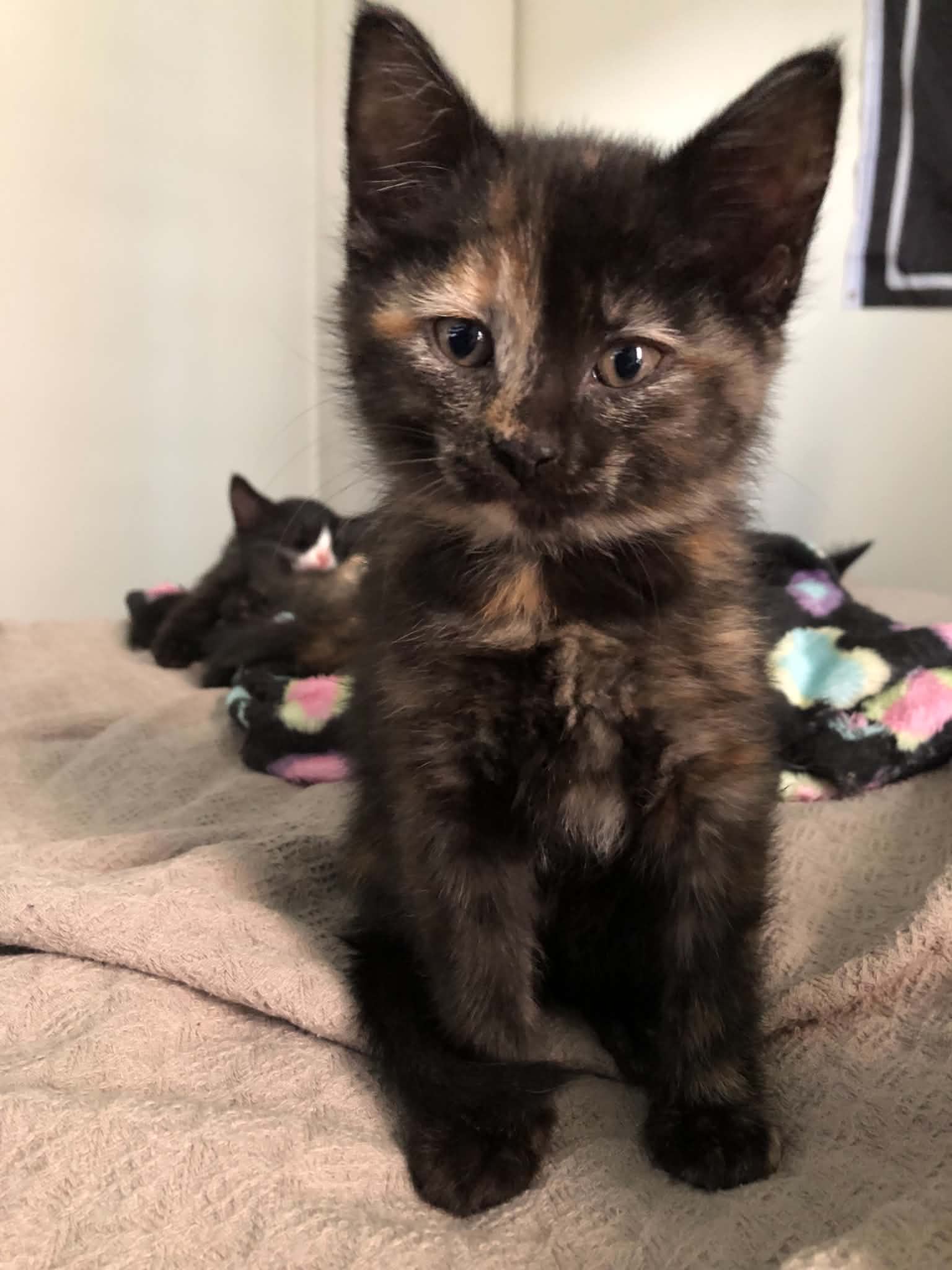Promise, Tortoiseshell