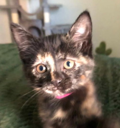 Hope, a cat for adoption from Castaway Animal Rescue Society