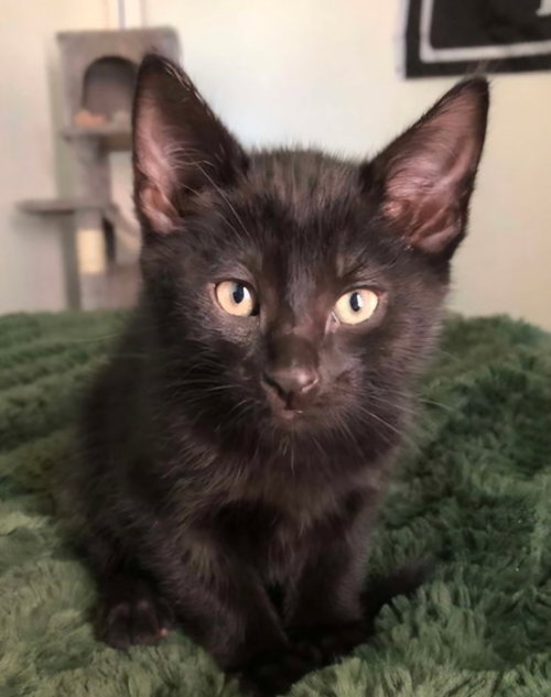 Lukey, a cat for adoption from Castaway Animal Rescue Society