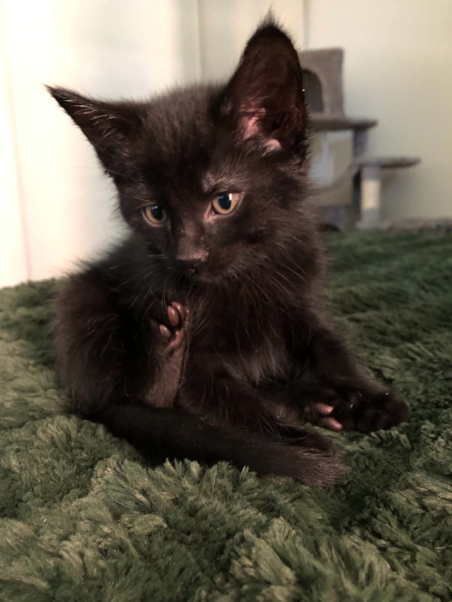 True, Domestic Short Hair