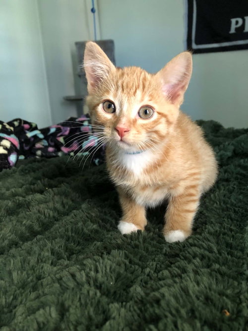 Journey, a cat for adoption from Castaway Animal Rescue Society