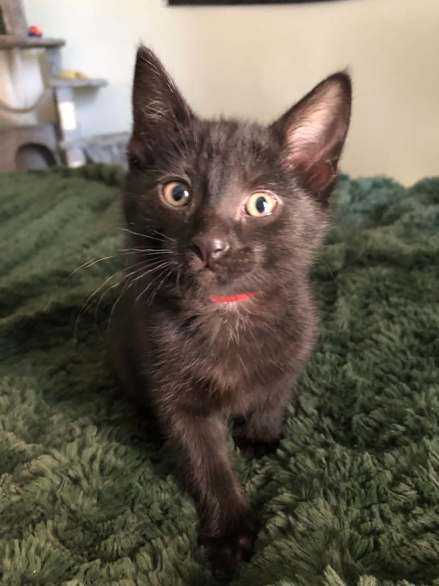 Brave, Domestic Short Hair