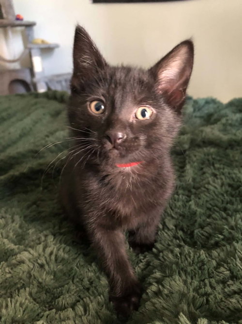 Brave, a cat for adoption from Castaway Animal Rescue Society