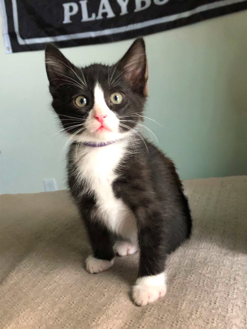 Dream, a cat for adoption from Castaway Animal Rescue Society