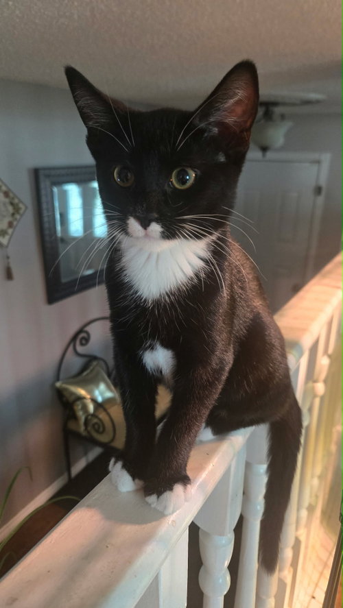 Tux, a cat for adoption from Castaway Animal Rescue Society