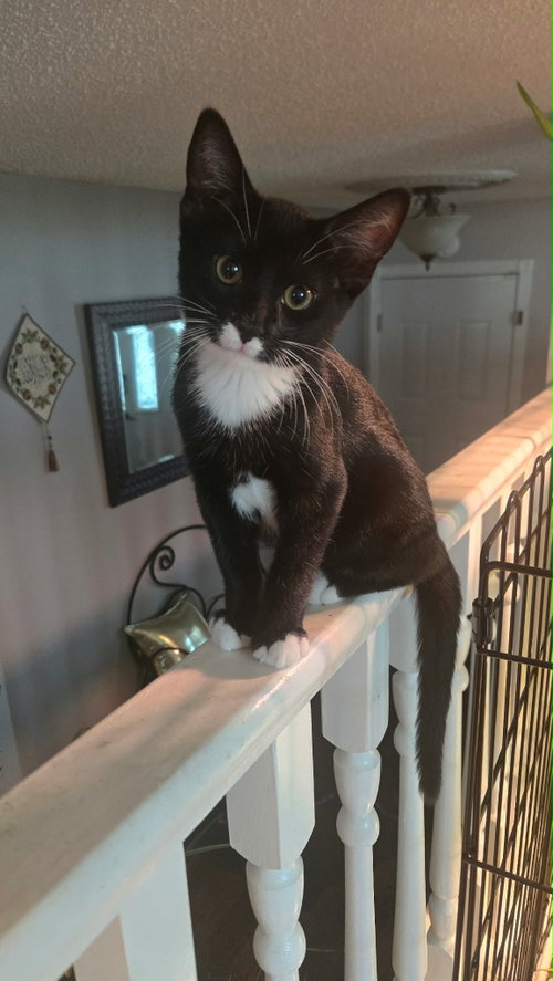 Photo 2 of Tux