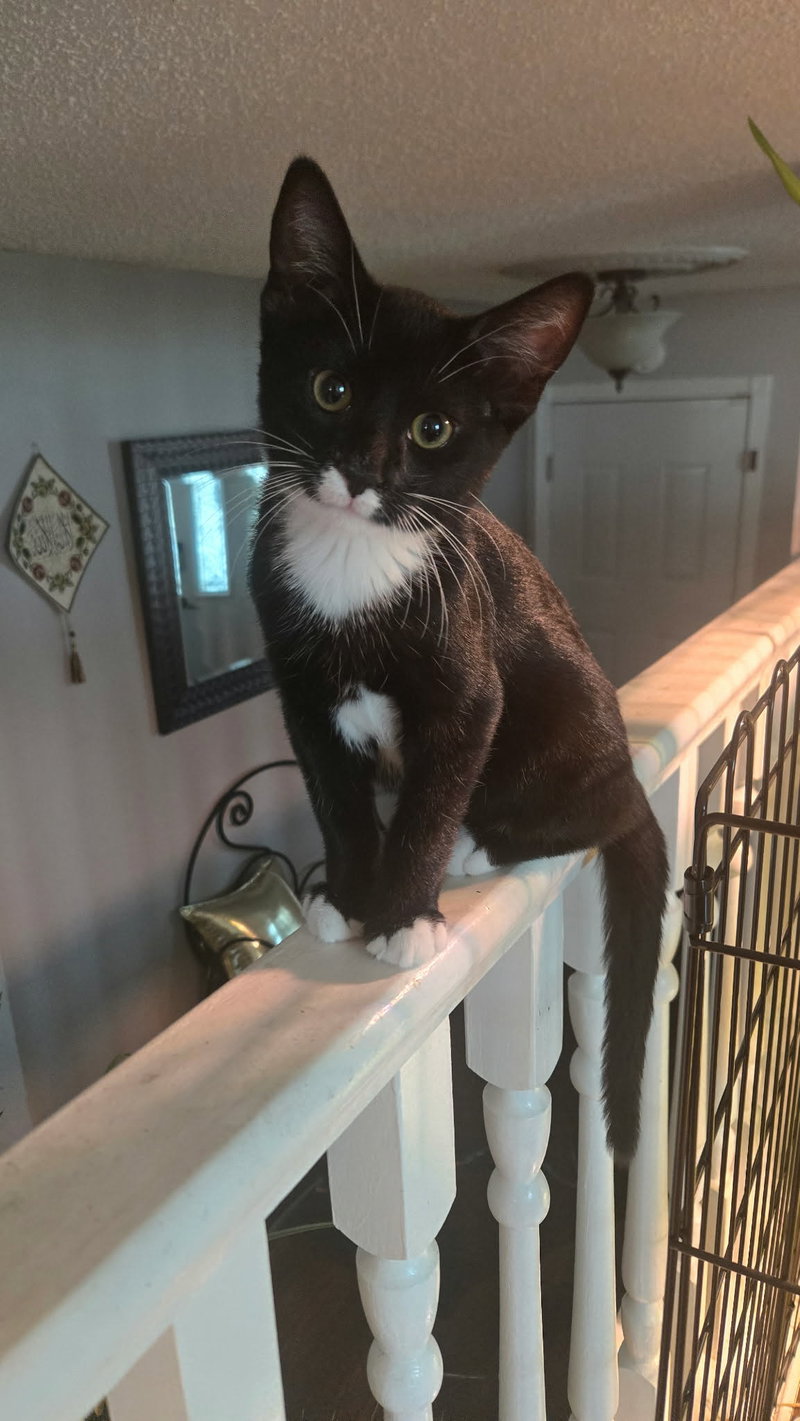Tux, photo 2