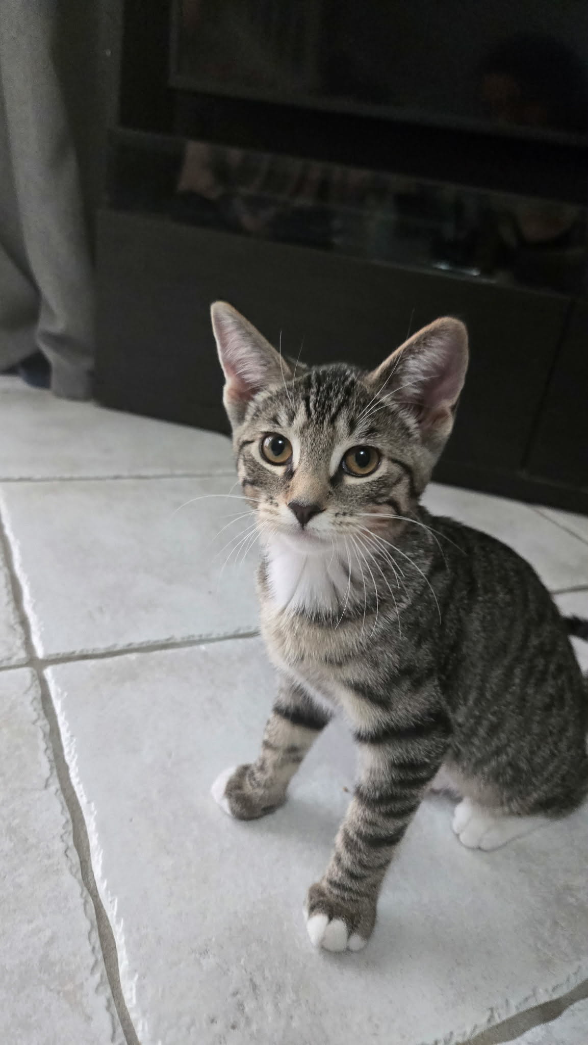 Luna, Tabby