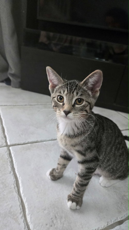 Luna, a cat for adoption from Castaway Animal Rescue Society