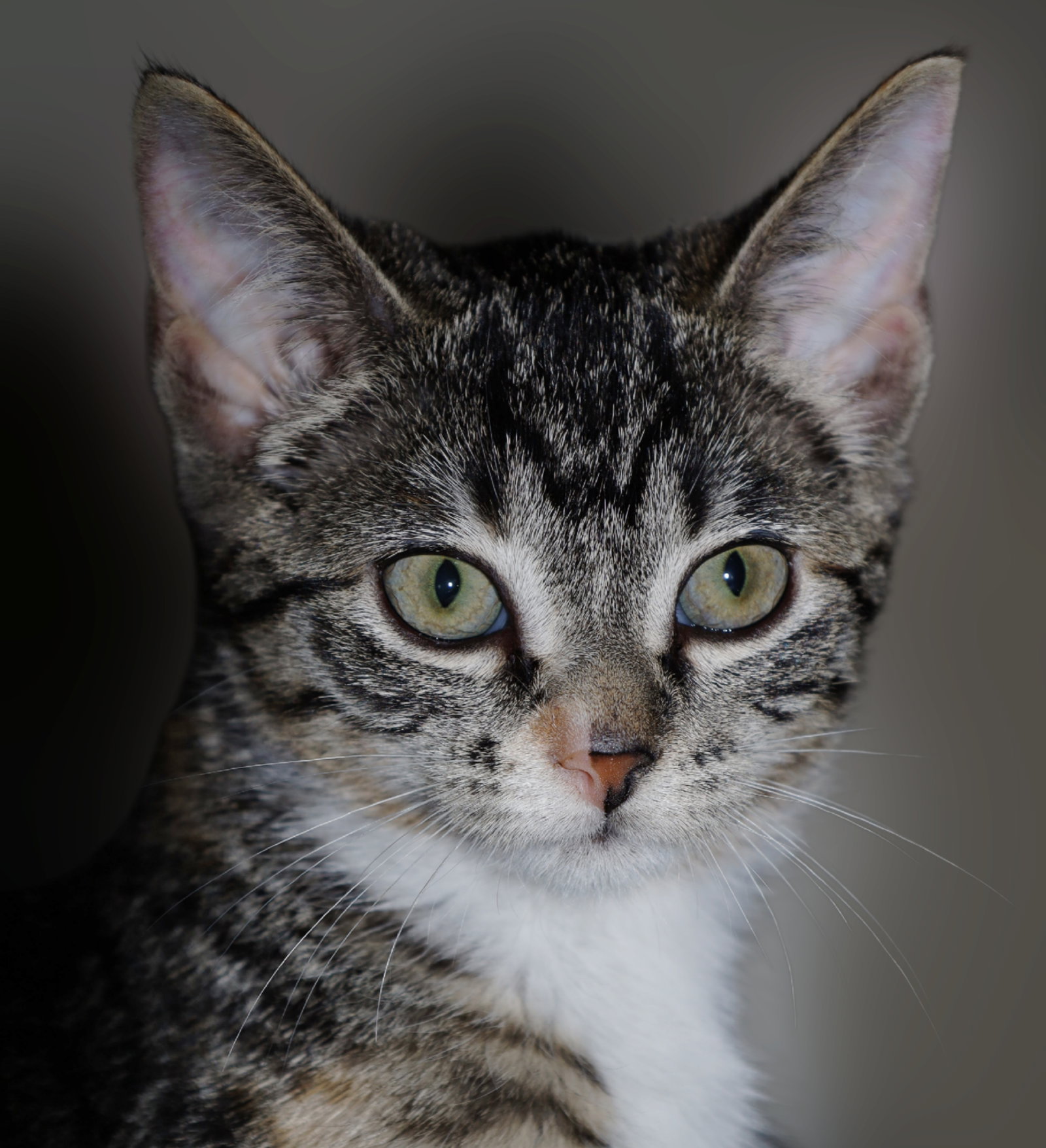 Piper, Torbie