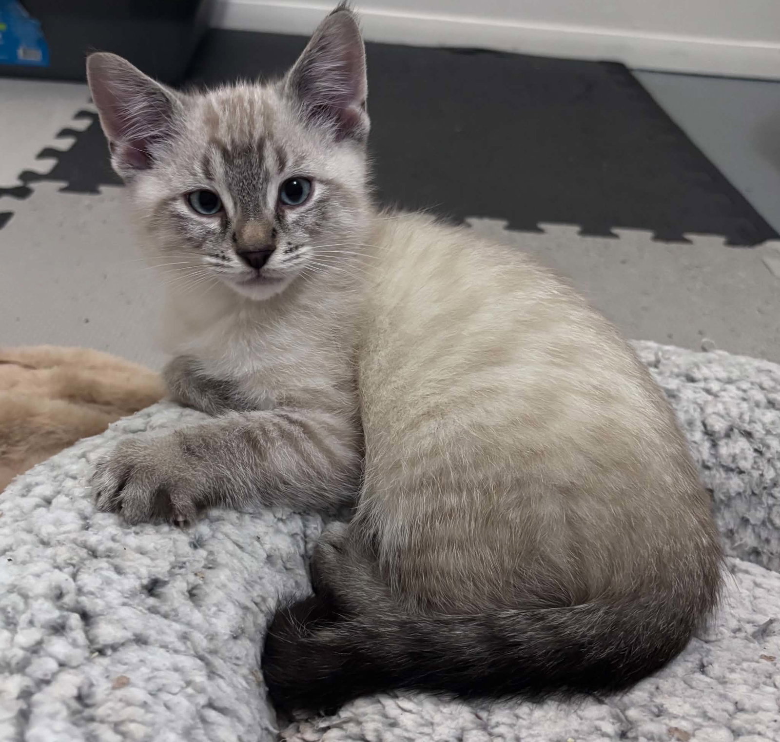 Milo, Siamese