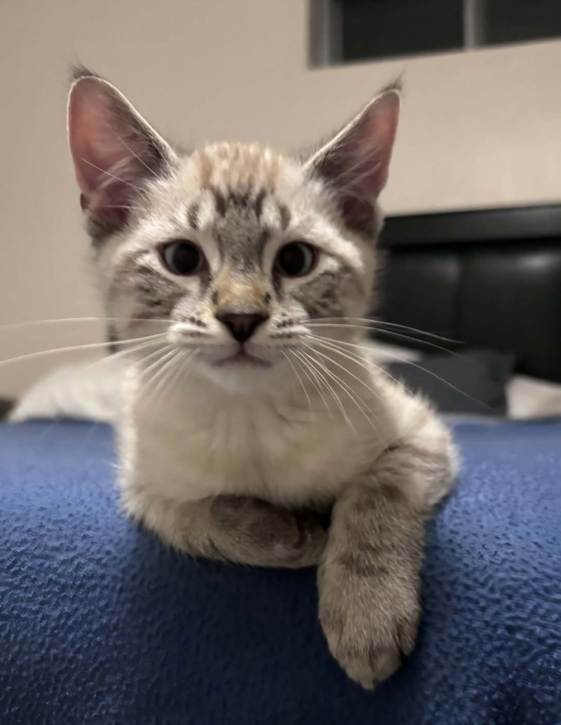 Milo, photo 2
