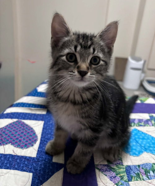 Maxwell, a cat for adoption from Castaway Animal Rescue Society