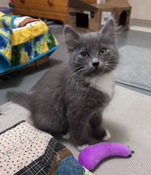 Pixie, a cat for adoption from Castaway Animal Rescue Society