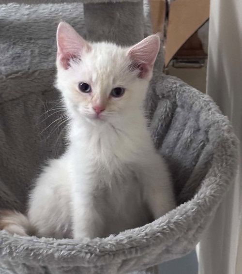 Mochi, a cat for adoption from Castaway Animal Rescue Society
