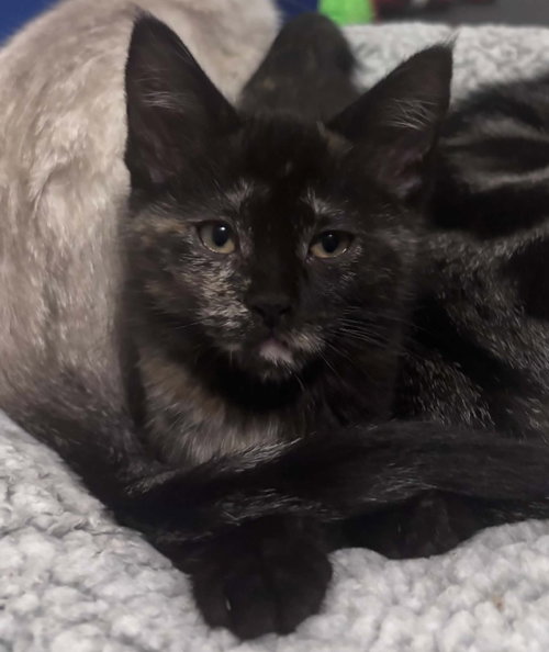 JUNIPER, a cat for adoption from Castaway Animal Rescue Society