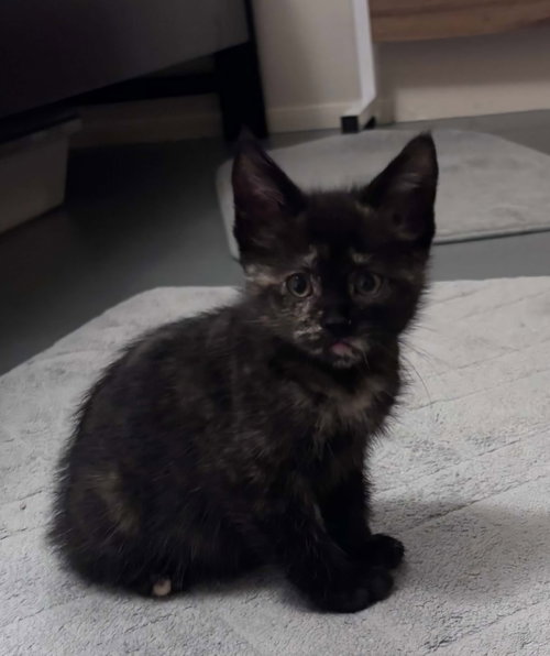 Photo 3 of JUNIPER
