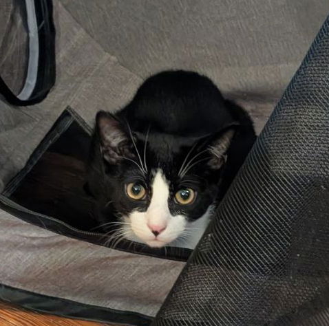 Tarragon (Shy Friend to Cats), an adoptable American Shorthair in Baltimore, MD