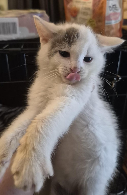 Beignet "Ben"