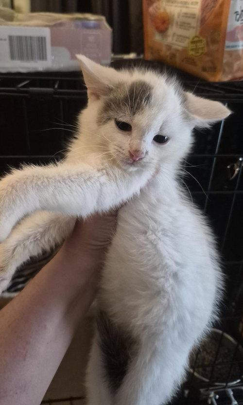 Beignet "Ben"