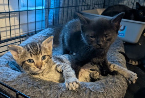 Aster