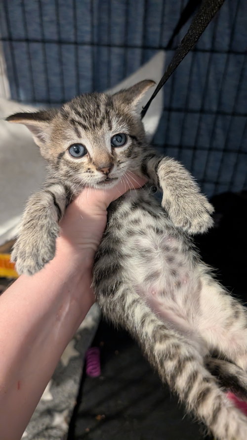 Oleander (Chatty!)