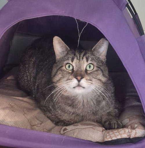 Junior (Best Lap Cat!), an adoptable American Shorthair in Baltimore, MD