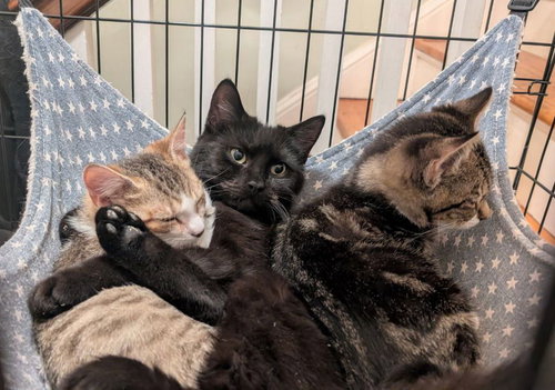 Freddy (Cat) Friend, Young American Shorthair / Mixed (short coat), cat for adoption in Annapolis, Maryland