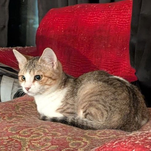 Irina (Sister of Iona), an adoptable American Shorthair in Baltimore, MD