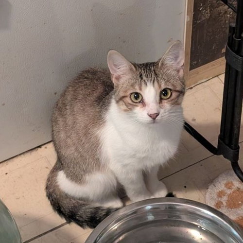 Irina (Sister of Iona), an adoptable American Shorthair in Baltimore, MD