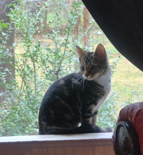 Iona (Sister of Irina), an adoptable American Shorthair in Baltimore, MD