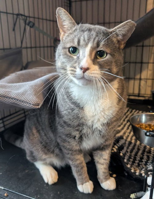 Big Boy (17 lbs of love!), an adoptable American Shorthair in Baltimore, MD