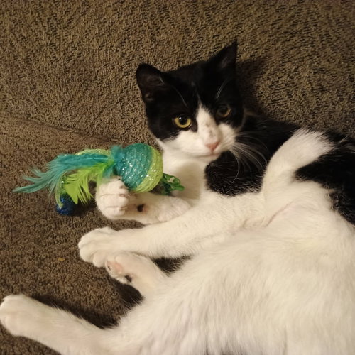 Milkshake, an adoptable American Shorthair in Baltimore, MD