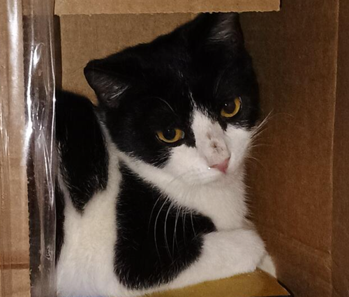 Milkshake, an adoptable American Shorthair in Baltimore, MD