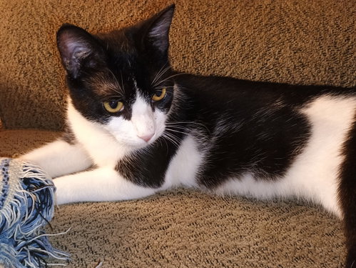 Milkshake (lovebug!), an adoptable American Shorthair in Baltimore, MD