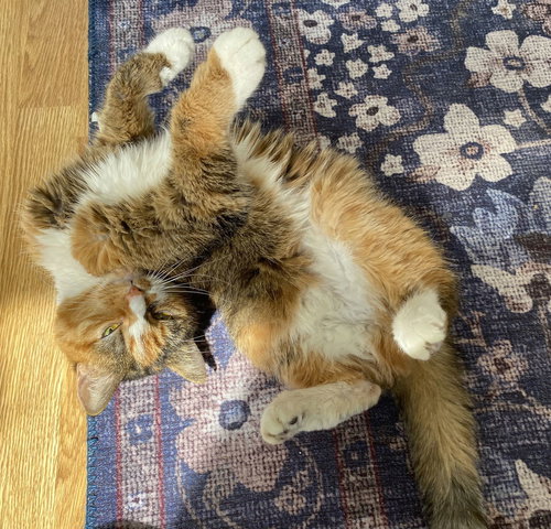 Emma (Tiny Senior Sweetheart!), an adoptable American Shorthair in Baltimore, MD
