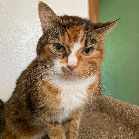 Emma (Diabetic), an adoptable American Shorthair in Baltimore, MD
