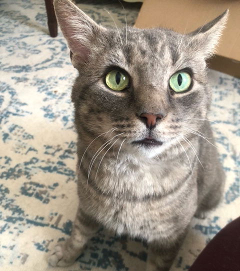 Asher, an adoptable American Shorthair in Baltimore, MD