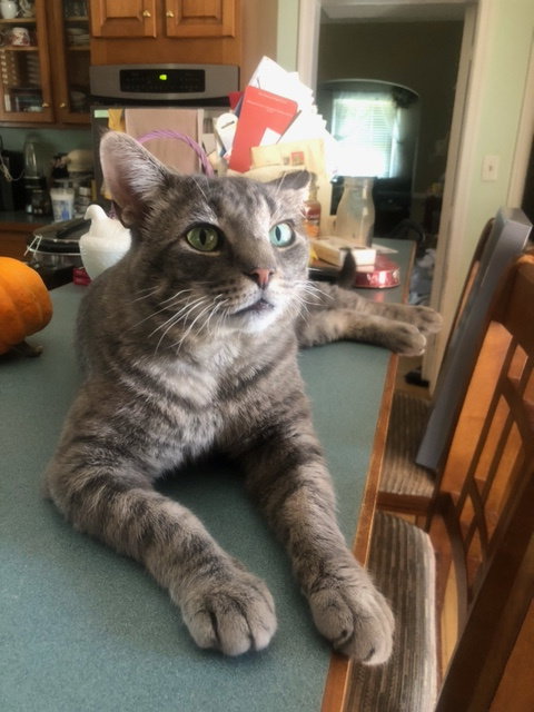 Asher, an adoptable American Shorthair in Baltimore, MD