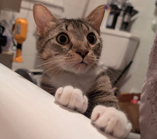 Cinnamon Roll (Lovergirl!), an adoptable American Shorthair in Baltimore, MD