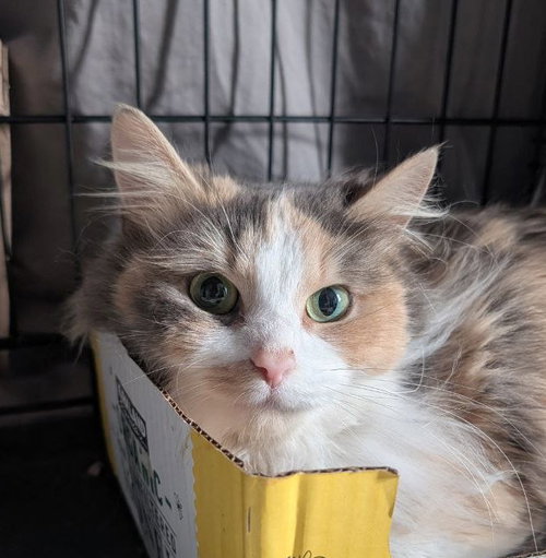 Beauty (Brushing required!), Young Domestic Long Hair / Mixed (long coat), cat for adoption in Annapolis, Maryland