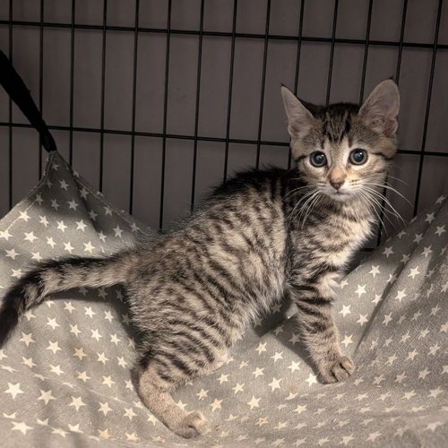 Lilliput, an adoptable American Shorthair in Baltimore, MD
