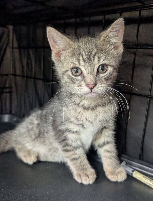 Maverick, Baby American Shorthair / Mixed (short coat), cat for adoption in Annapolis, Maryland