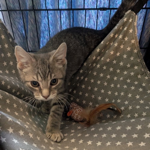 Maverick, Baby American Shorthair / Mixed (short coat), cat for adoption in Annapolis, Maryland