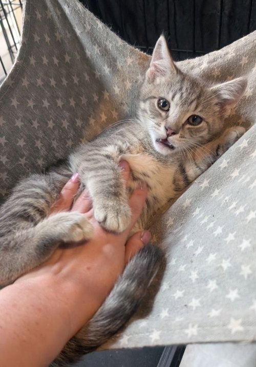 Mickey (READ!), Baby American Shorthair / Mixed (short coat), cat for adoption in Annapolis, Maryland