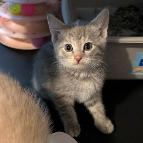 Ella Mae, an adoptable American Shorthair in Baltimore, MD