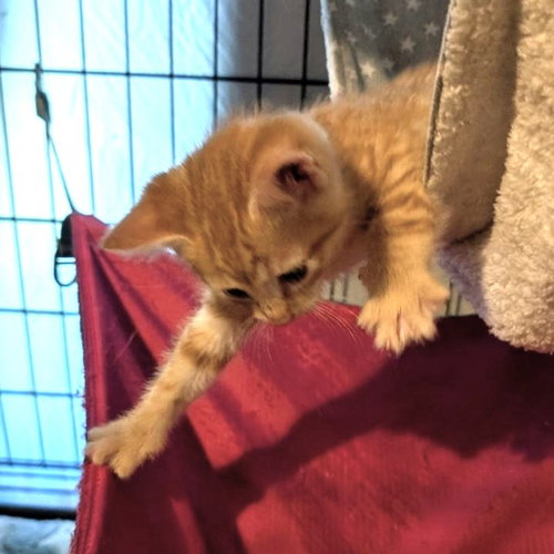 Johnny Ray, an adoptable American Shorthair in Baltimore, MD